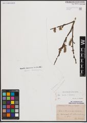 Salix aurita L. x Salix silesiaca Willd.